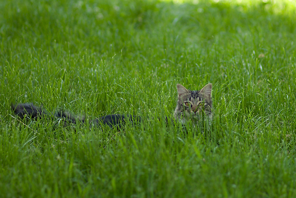 Новороссийск. Кот во дворе. Фото Андрей Бондаренко